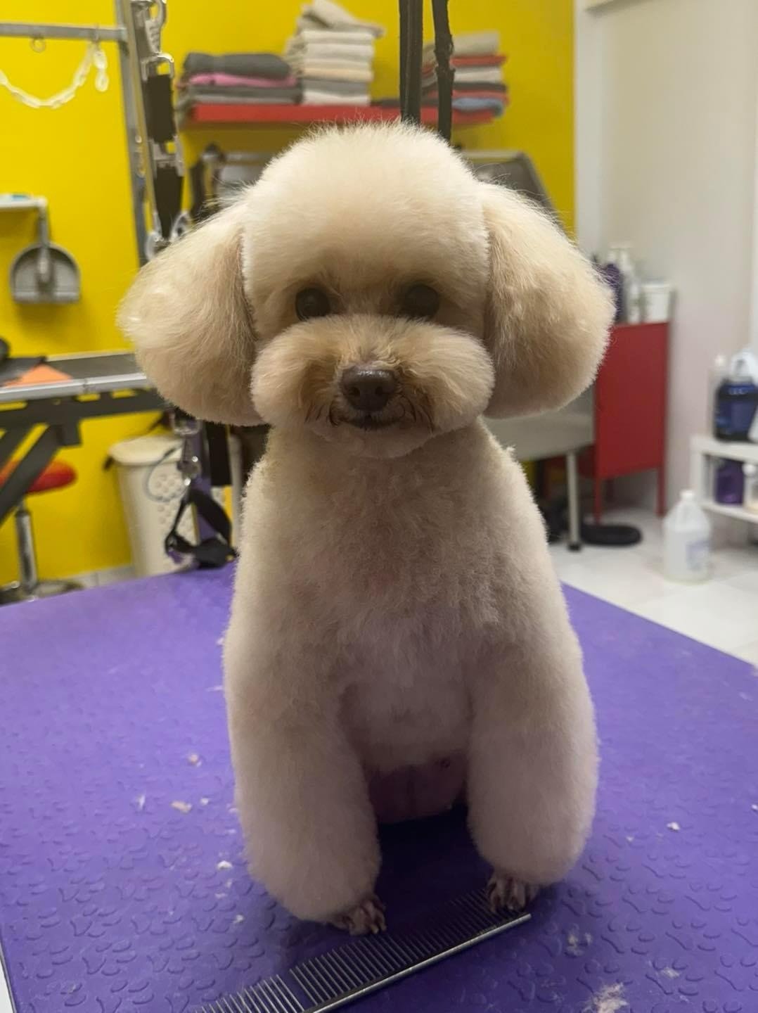 Njegovan pas u Pawsitive salonu
