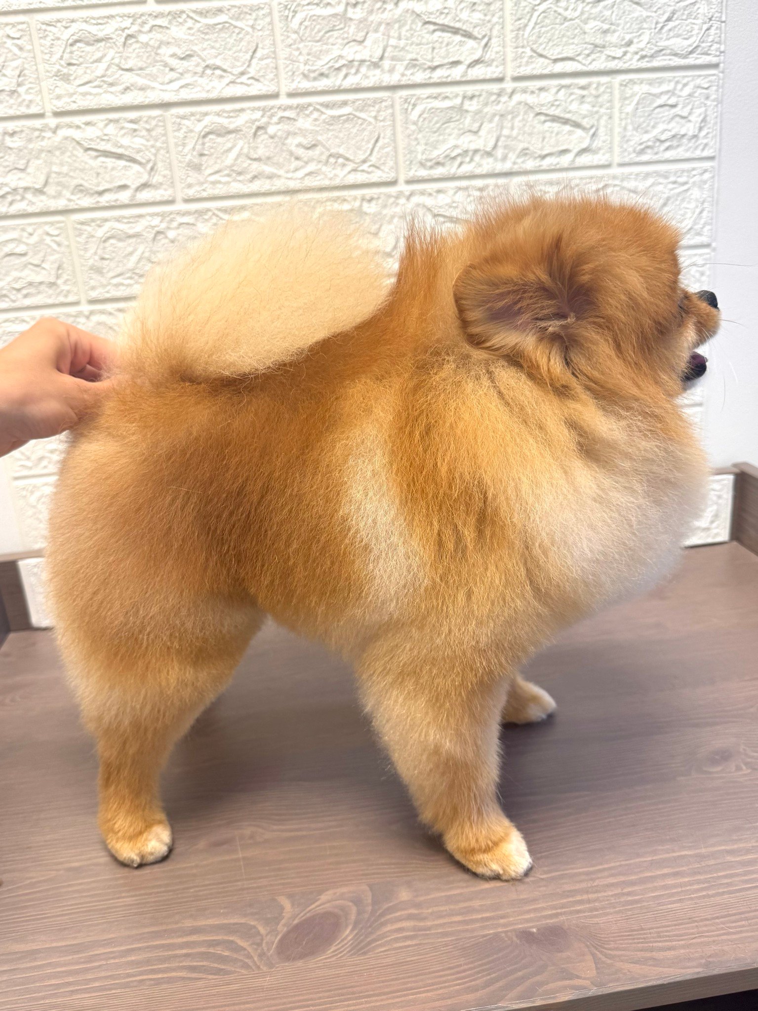 Njegovan pas u Pawsitive salonu